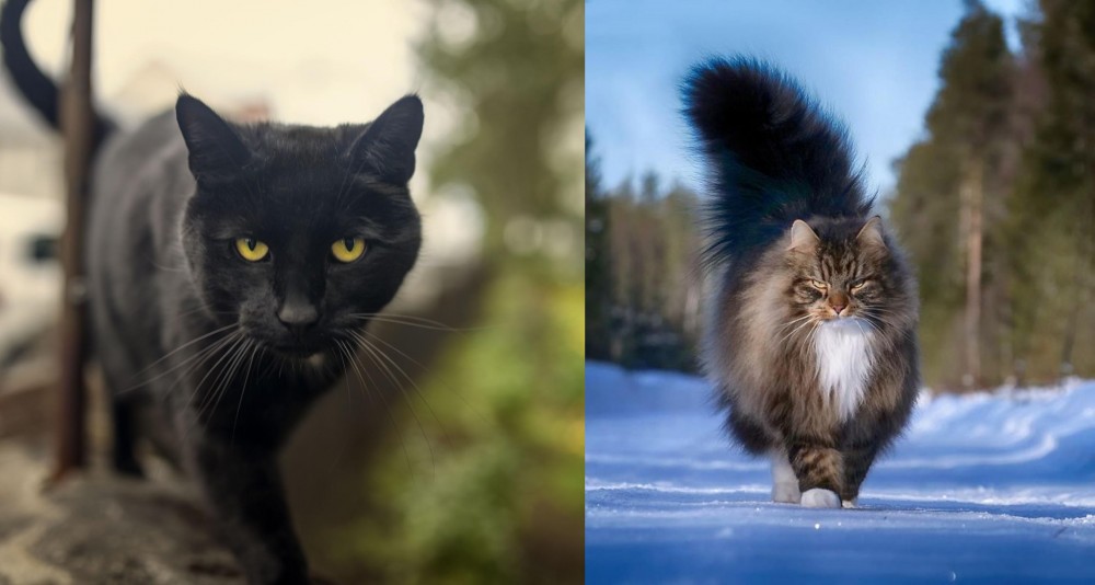 Norwegian Forest Cat vs Bombay - Breed Comparison