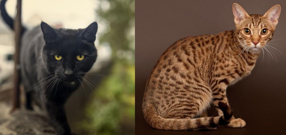 Ocicat vs Bombay - Breed Comparison