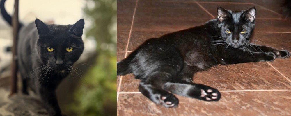 Pantherette vs Bombay - Breed Comparison
