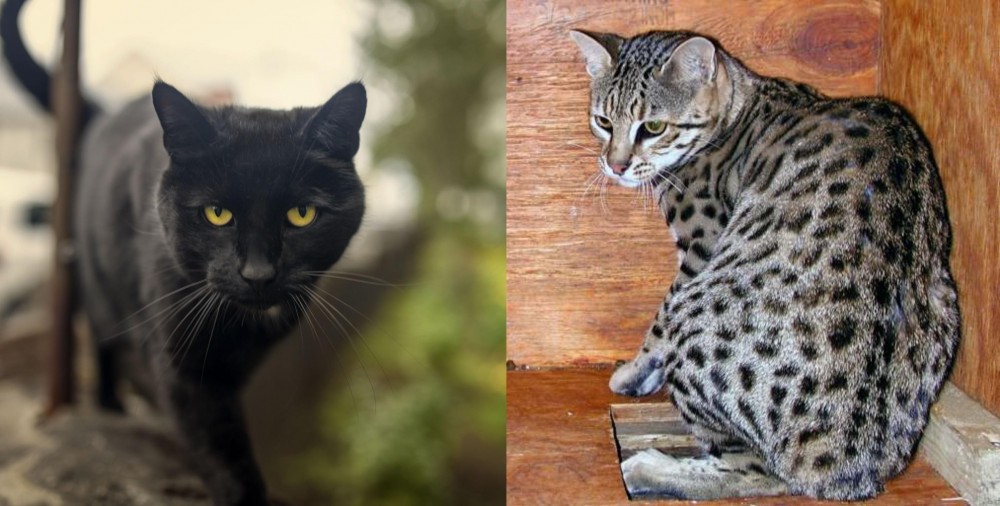 Safari vs Bombay - Breed Comparison