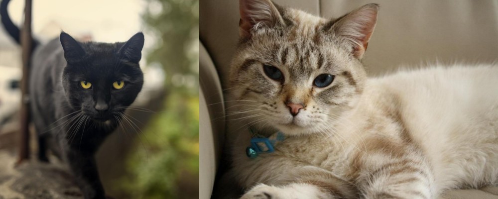 Siamese/Tabby vs Bombay - Breed Comparison