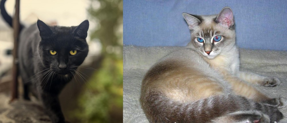 Tiger Cat vs Bombay - Breed Comparison