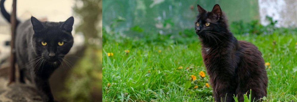 York Chocolate Cat vs Bombay - Breed Comparison