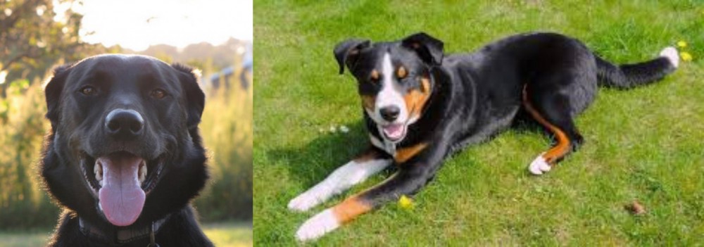 Appenzell Mountain Dog vs Borador - Breed Comparison
