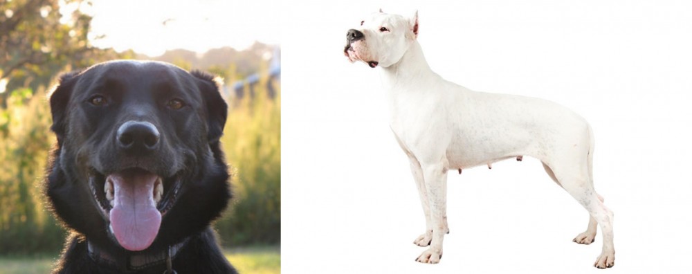 Argentine Dogo vs Borador - Breed Comparison