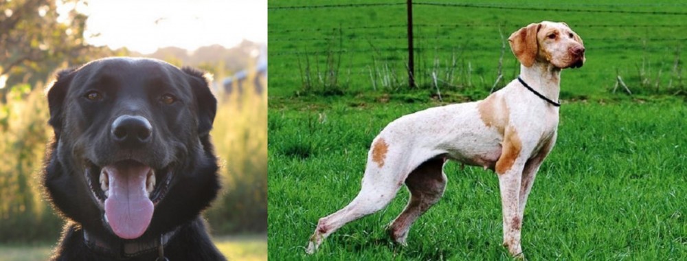 Ariege Pointer vs Borador - Breed Comparison