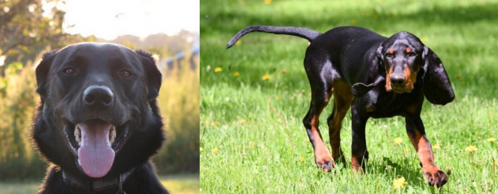 Black and Tan Coonhound vs Borador - Breed Comparison