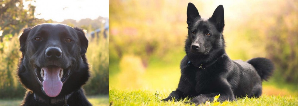 Black Norwegian Elkhound vs Borador - Breed Comparison