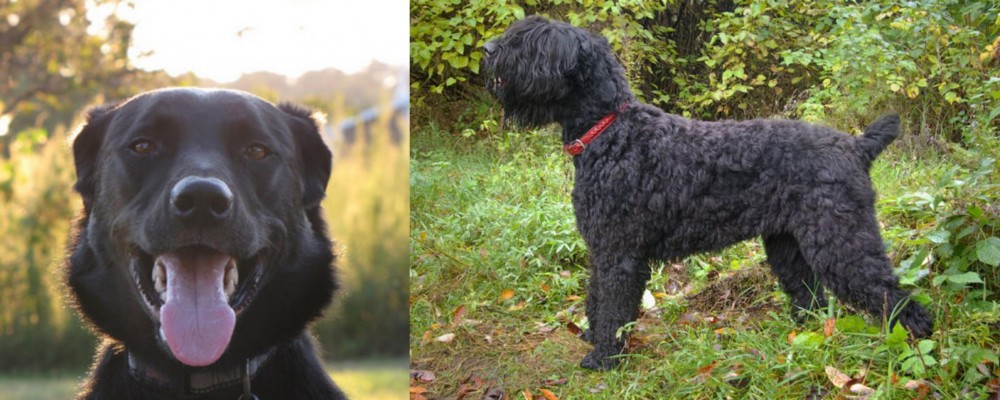 Black Russian Terrier vs Borador - Breed Comparison