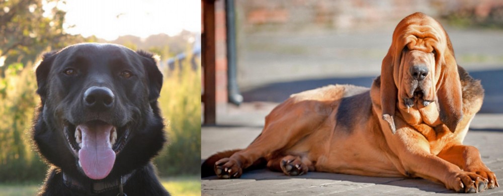 Bloodhound vs Borador - Breed Comparison