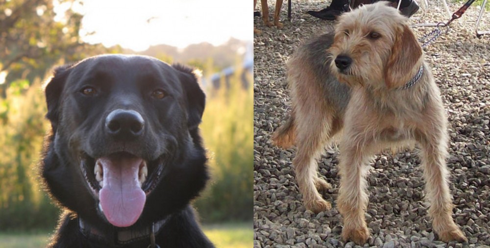 Bosnian Coarse-Haired Hound vs Borador - Breed Comparison