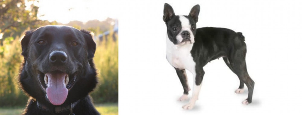 Boston Terrier vs Borador - Breed Comparison
