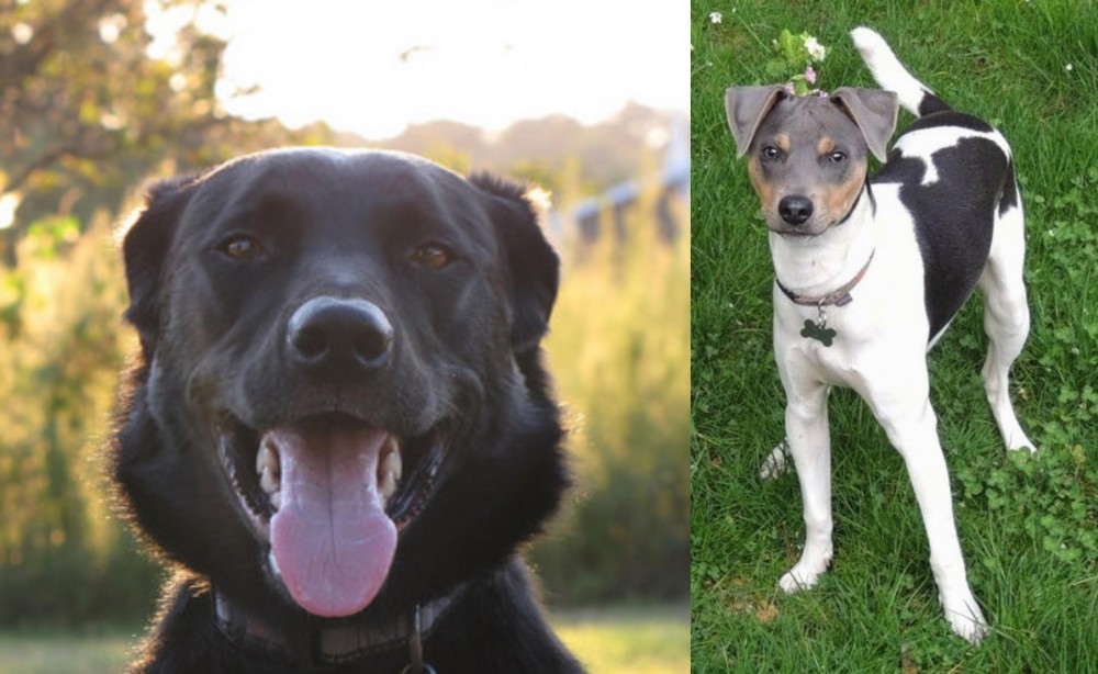 Brazilian Terrier vs Borador - Breed Comparison