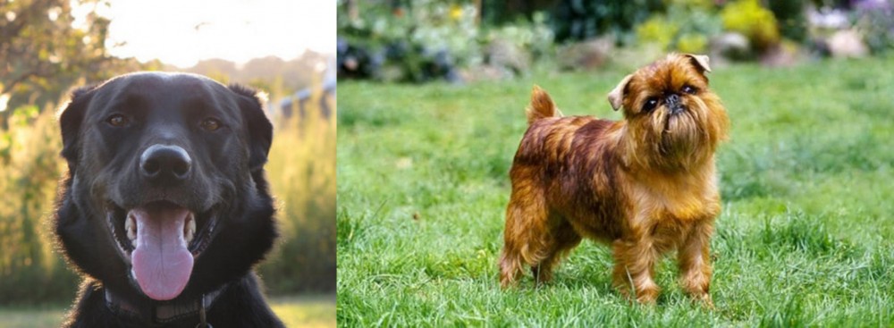 Brussels Griffon vs Borador - Breed Comparison