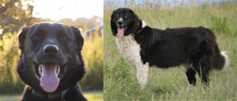 Bulgarian Shepherd vs Borador - Breed Comparison