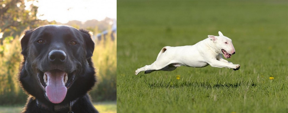 Bull Terrier vs Borador - Breed Comparison