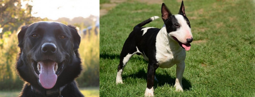 Bull Terrier Miniature vs Borador - Breed Comparison
