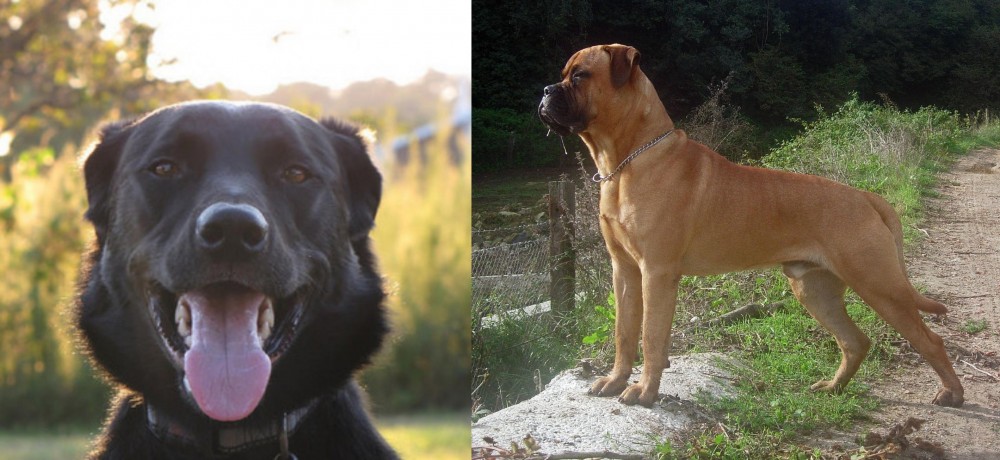 Bullmastiff vs Borador - Breed Comparison