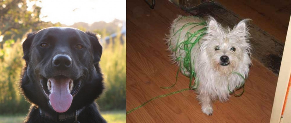 Cairland Terrier vs Borador - Breed Comparison