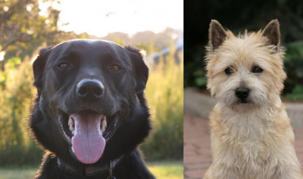 Cairn Terrier vs Borador - Breed Comparison