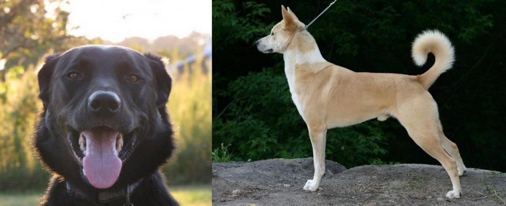 Canaan Dog vs Borador - Breed Comparison