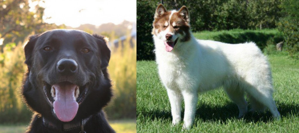 Canadian Eskimo Dog vs Borador - Breed Comparison