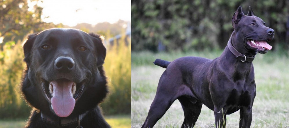 Canis Panther vs Borador - Breed Comparison