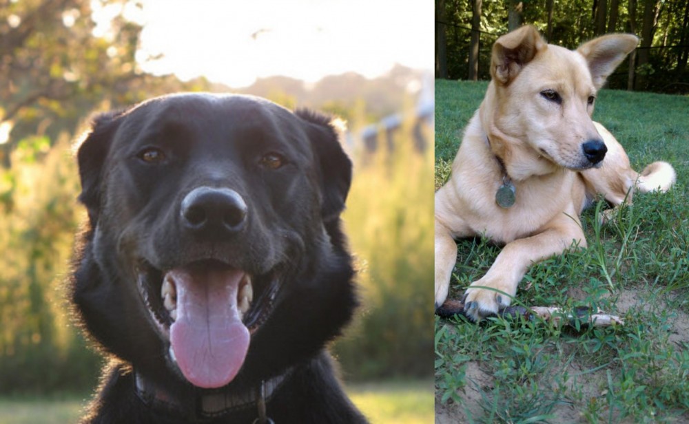 Carolina Dog vs Borador - Breed Comparison
