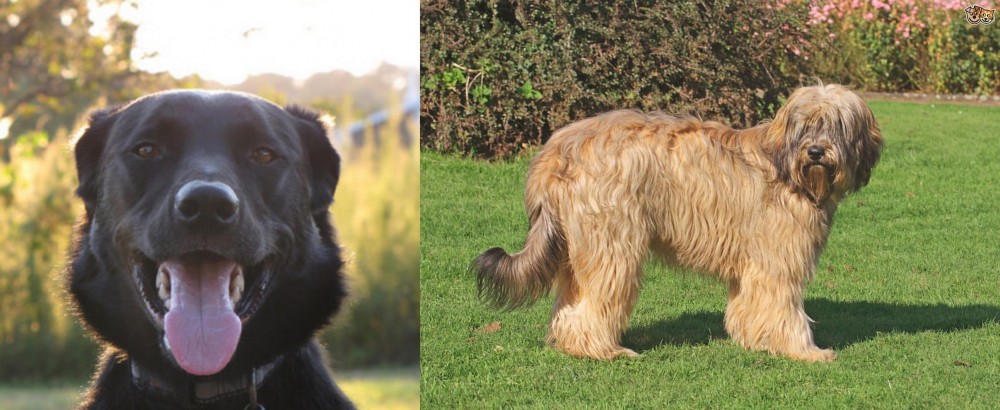 Catalan Sheepdog vs Borador - Breed Comparison