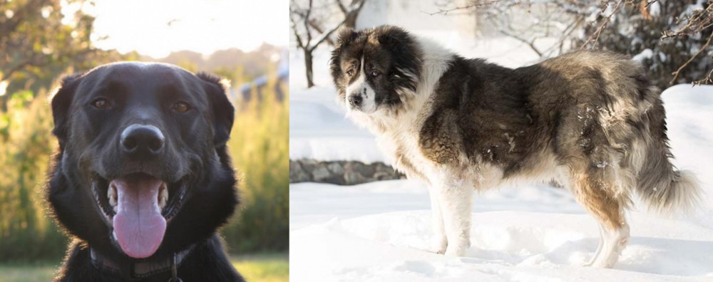 Caucasian Shepherd vs Borador - Breed Comparison