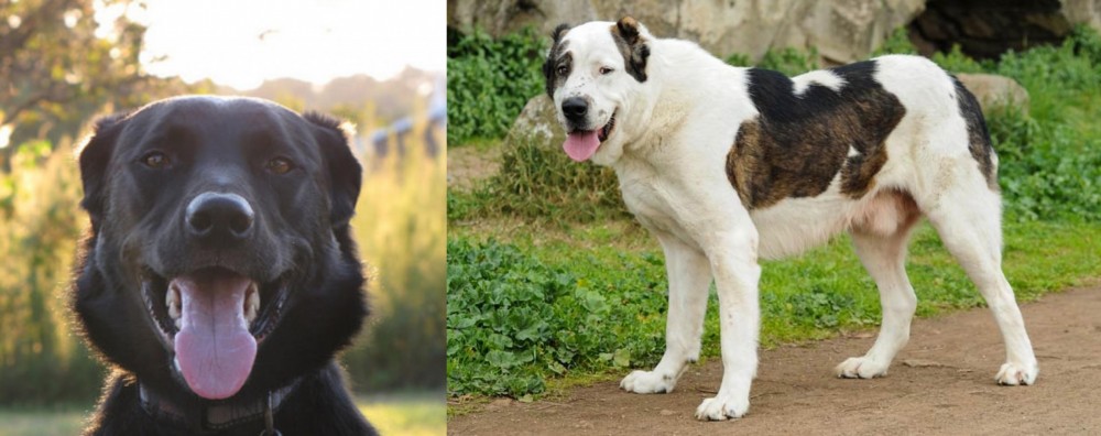 Central Asian Shepherd vs Borador - Breed Comparison