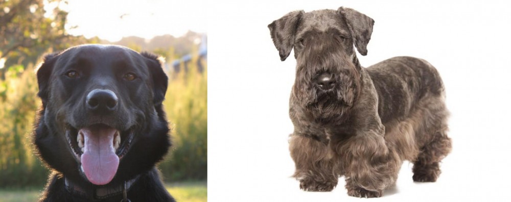 Cesky Terrier vs Borador - Breed Comparison