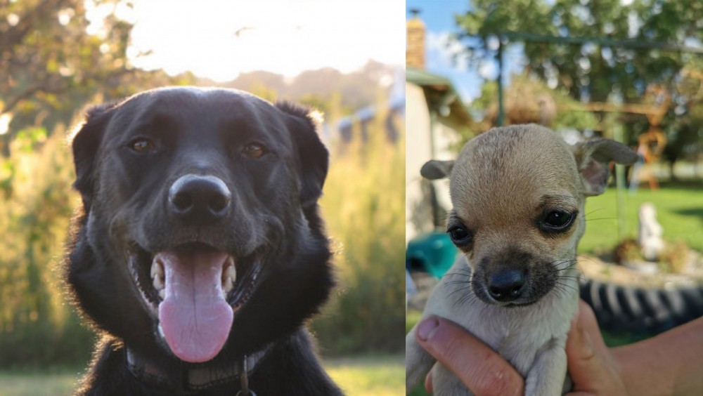 Chihuahua vs Borador - Breed Comparison