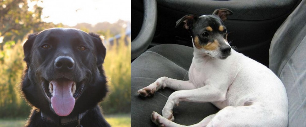 Chilean Fox Terrier vs Borador - Breed Comparison