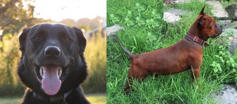 Chinese Chongqing Dog vs Borador - Breed Comparison