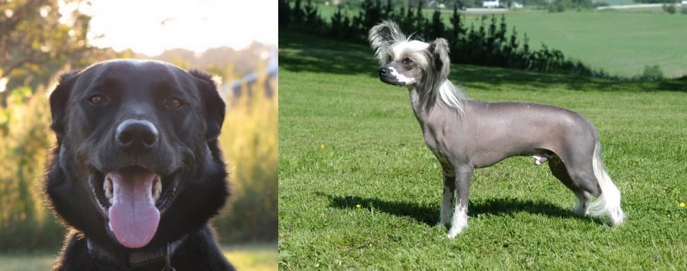 Chinese Crested Dog vs Borador - Breed Comparison