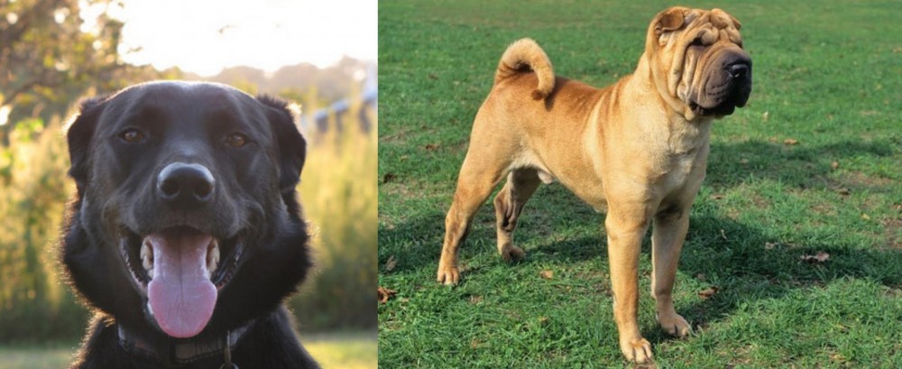 Chinese Shar Pei vs Borador - Breed Comparison