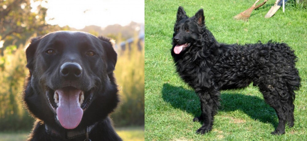 Croatian Sheepdog vs Borador - Breed Comparison