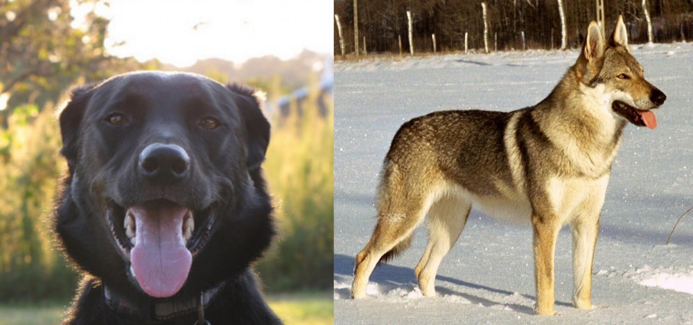Czechoslovakian Wolfdog vs Borador - Breed Comparison
