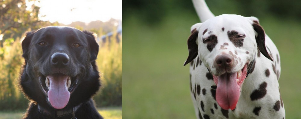 Dalmatian vs Borador - Breed Comparison