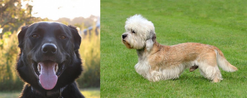 Dandie Dinmont Terrier vs Borador - Breed Comparison