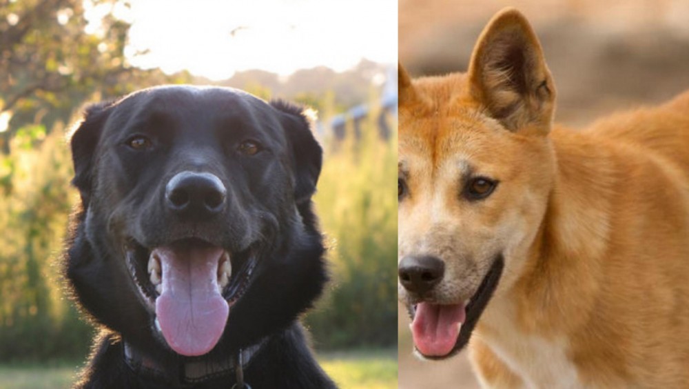 Dingo vs Borador - Breed Comparison