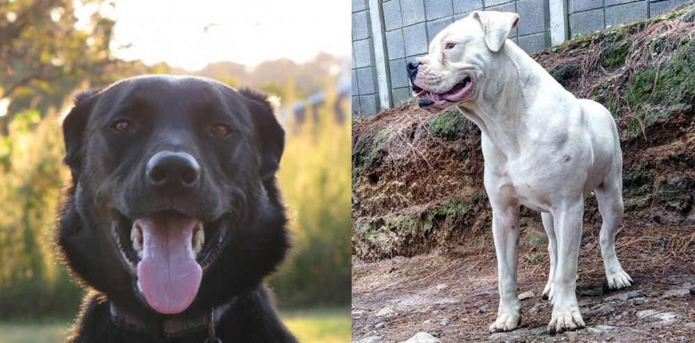 Dogo Guatemalteco vs Borador - Breed Comparison