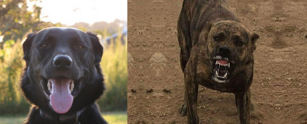 Dogo Sardesco vs Borador - Breed Comparison