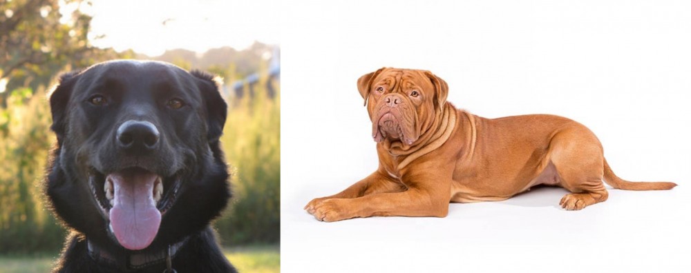 Dogue De Bordeaux vs Borador - Breed Comparison