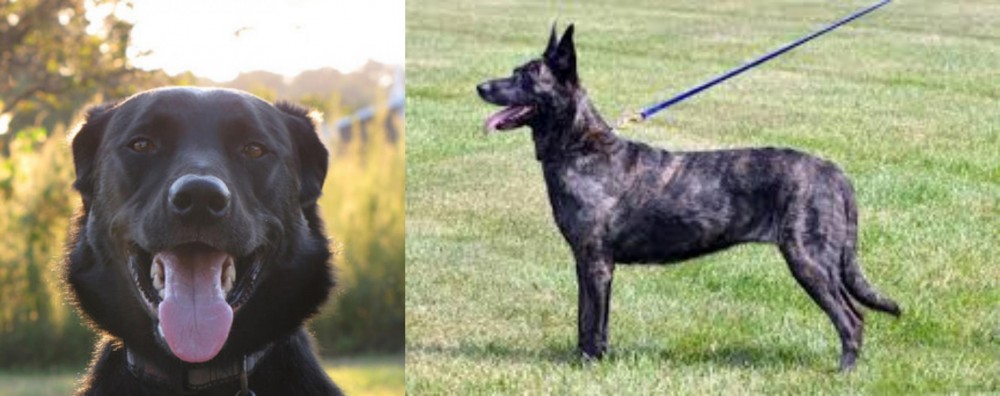Dutch Shepherd vs Borador - Breed Comparison