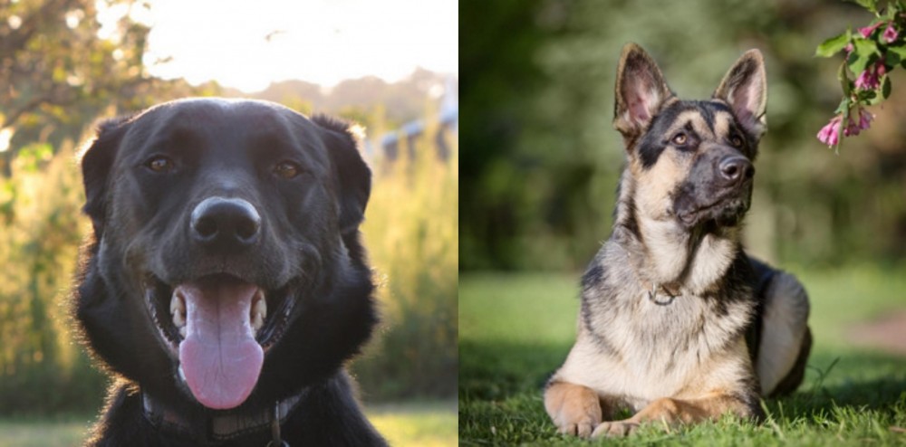 East European Shepherd vs Borador - Breed Comparison