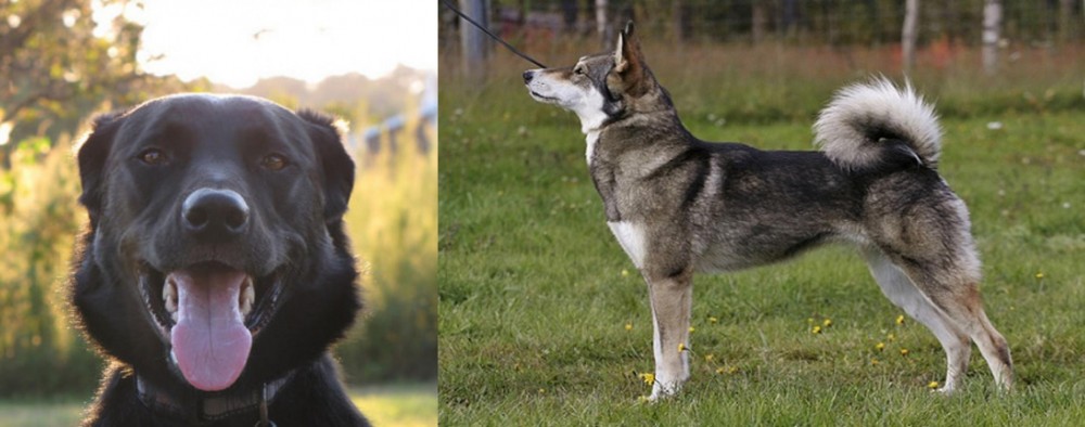 East Siberian Laika vs Borador - Breed Comparison