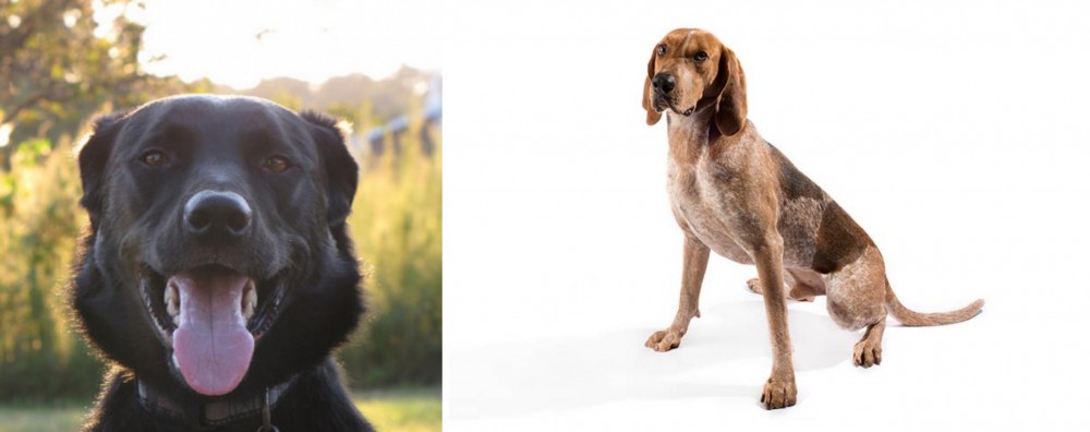 English Coonhound vs Borador - Breed Comparison