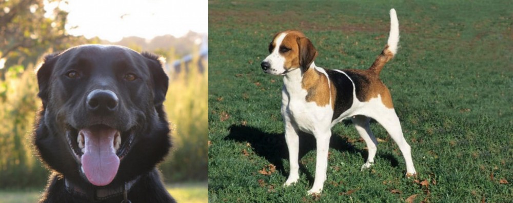 English Foxhound vs Borador - Breed Comparison